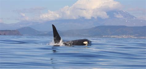 Meet The Different Types Of Orcas Whale And Dolphin Conservation Australia