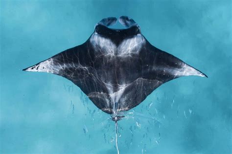 See This Award Winning Shot Of A Reef Manta Ray Taken By A Drone New