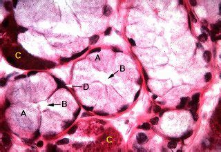 Oral Histology Digital Lab Gland Serous Demilunes Image 2