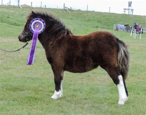 viking shetland pony show  pony breeders  shetland association