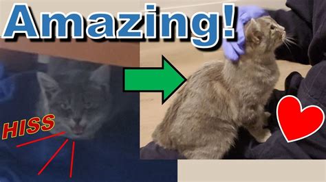 Feral Kitten Taming Transformation 2 Youtube