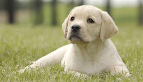 7 Facts About The Labrador Retriever Puppy Furry Babies