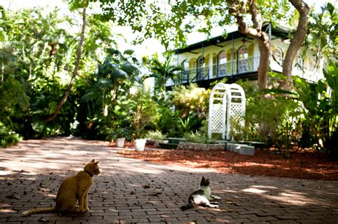 Hemingway’s Six Toed Cats Ride Out Hurricane Irma In Key West The New York Times