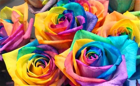 What Is A Rainbow Rose The Garden Of Eaden