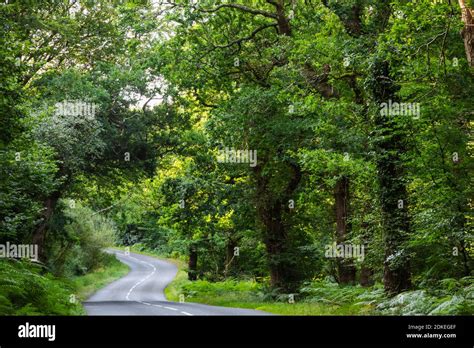 Empty Road With Trees Hi Res Stock Photography And Images Alamy