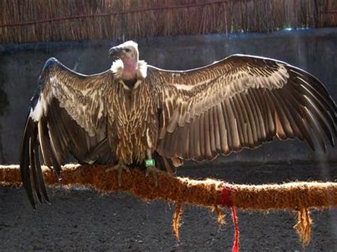 Asian Vultures Disappearing Faster Than Dodo