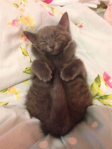 95 Of The Smiliest Cats On The Internet Bored Panda