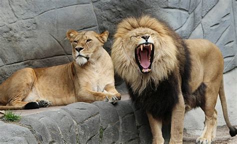 34 Interesting And Fun Lion Facts For Kids 2022 With Pictures
