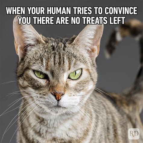 71 Funny Cat Memes Youll Laugh At Every Time Hilarious Cat Memes