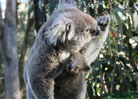 Koala Joey Steps Out Of Moms Pouch