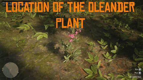 Rdr 2 Location Of The Oleander Plant Oleander Sage Red Dead