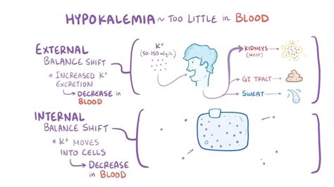 Hypokalemia Video Anatomy Definition And Function Osmosis