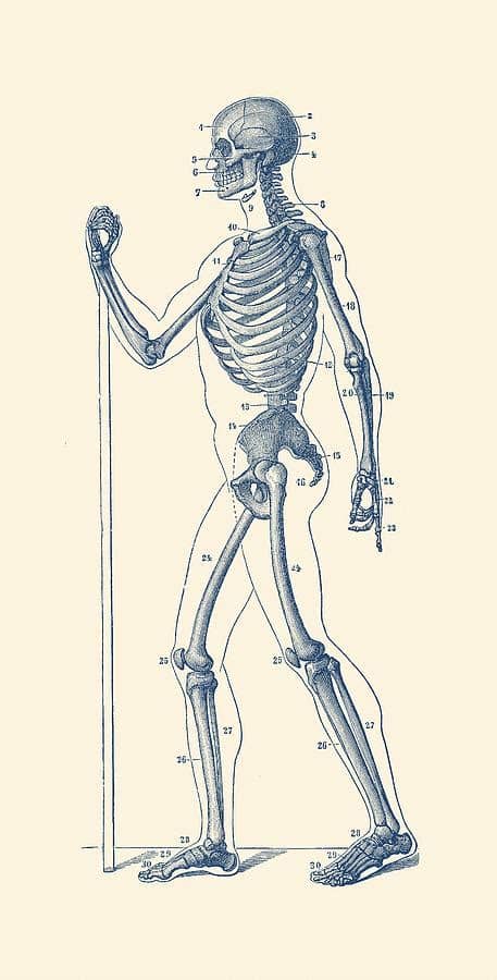 These diagrams include several key anatomy features, but can be altered to include either more or less detail/information, depending on the teacher's curriculum. Side View Skeletal Diagram - Vintage Anatomy Poster ...