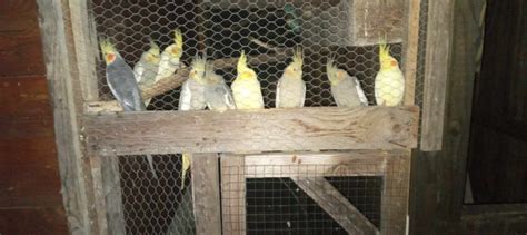 Nimfe Papagaji Ptice Olx Ba