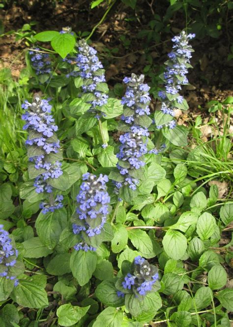 Ajuga Plant Growing And Care Guide For Gardeners