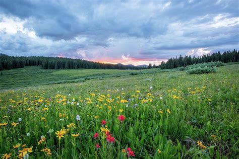 Mountain Meadow In Full Bloom Photograph By Joel Holland