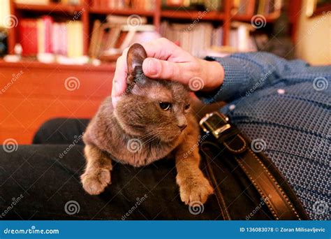 Het Blauwe Russische Kat Ontspannen Het Liggen En Het Genieten Van Van Geknuffel Thuis