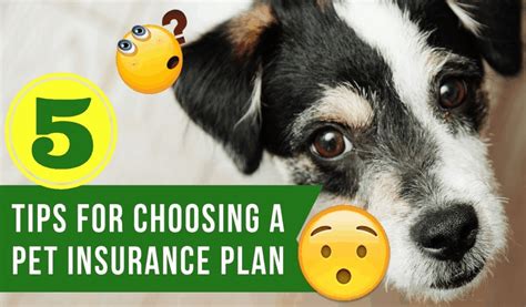 Best Cheap Pet Insurance Thuy Sinh Fish