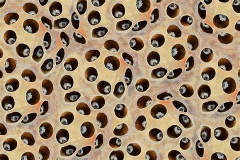 Phobia Of Holes Trypophobia Test Causes Symptoms Cure Artofit