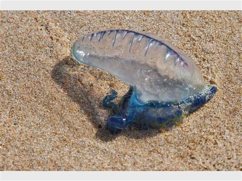Bluebottles Mysterious Ocean Dwellers South Coast Sun