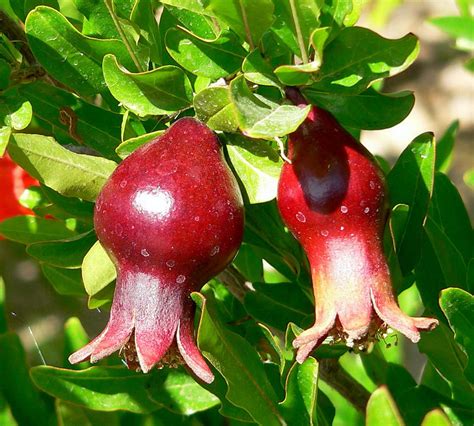 Dwarf Pomegranate Plant Punica Bonsaihouseplantoutdoors Edible