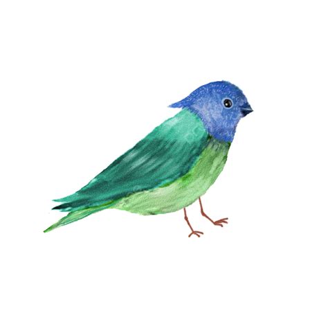 Watercolor Bird Clipart Vector Blue Green Watercolor Bird Watercolor