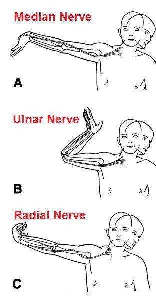 Upper Limb Tension Test Ulnar Nerve Best Chiropractor Median Nerve