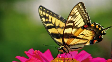 عکس پروفایل پروانه زیبا؛ گالری زیباترین عکس های پروانه، زیباترین پروانه های دنیا