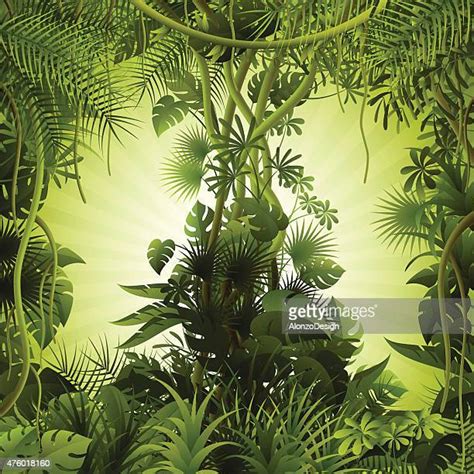 Tropical Rainforest High Res Vector Graphics Getty Images