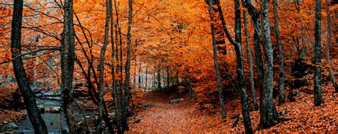 Autumn Forest Ultrawide Wallpapers Wallpaper Cave