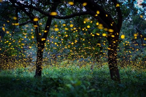 Premium Photo Firefly Flying In The Forest In The Bush At Night At