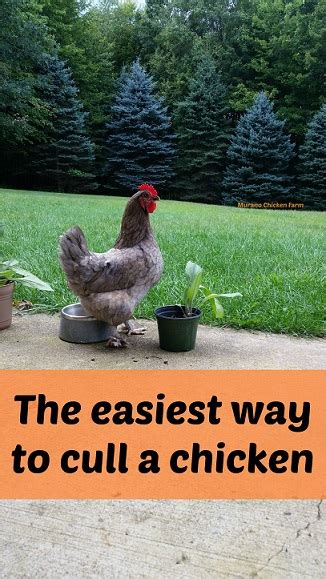 The Easiest Way To Cull A Chicken You Need To Know Murano Chicken Farm