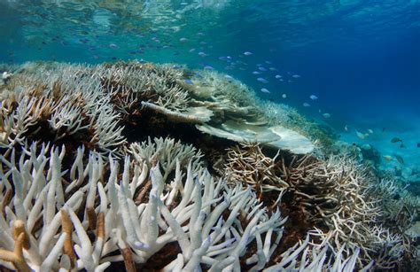 Climate Changes Impact On Indian Ocean Reefs Laid Bare By