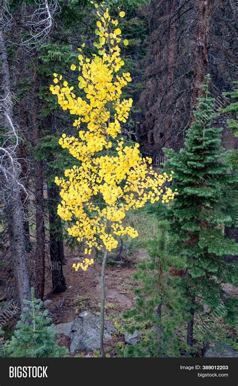 One Lone Yellow Aspen Image And Photo Free Trial Bigstock