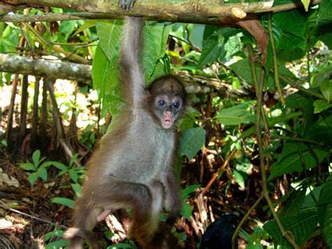 Three Amazing Monkeys In The Amazon
