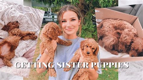 Mini goldendoodles are not only outgoing and affectionate, but also easy to train. getting 2 mini golden doodle puppies - YouTube