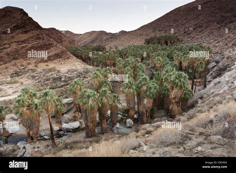 Indian Canyon, Palm Springs, CA Stock Photo - Alamy