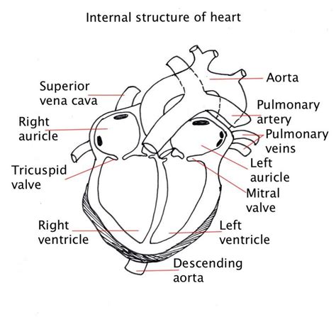 The human heart and its functions are truly fascinating. 6.2 The transport system - BIOLOGY4IBDP