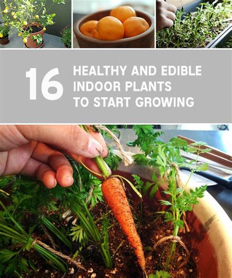 16 Healthy And Edible Indoor Plants To Start Growing