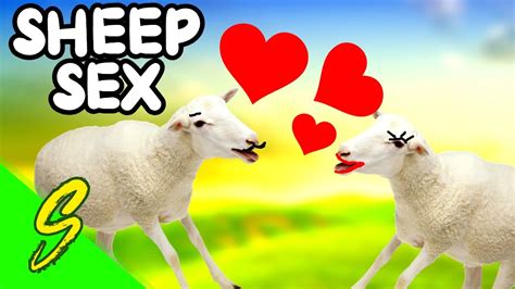 Sheep Sex Youtube