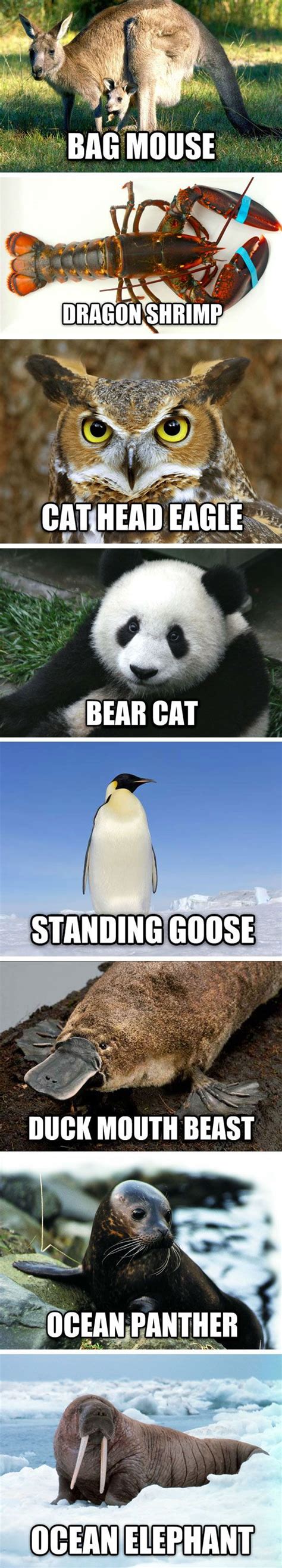 I Like These Names Better Funny Animal Names