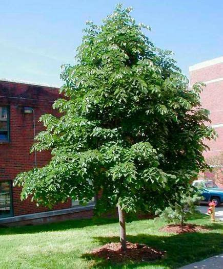 20 Tough Trees For Midwest Lawns Shade Trees Small Ornamental Trees