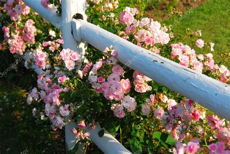 Pink Roses Fence — Stock Photo © Elenathewise 6980455