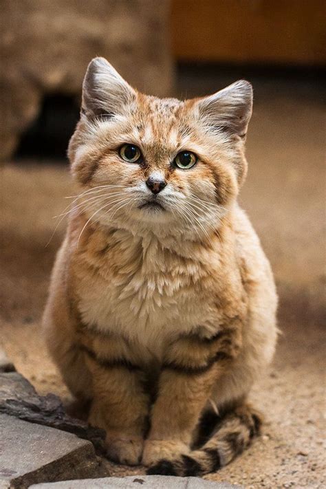 Sand Cat From The Sahara Desert Small Wild Cats Sand Cat Wild Cats