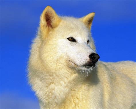 Arctic Wolf
