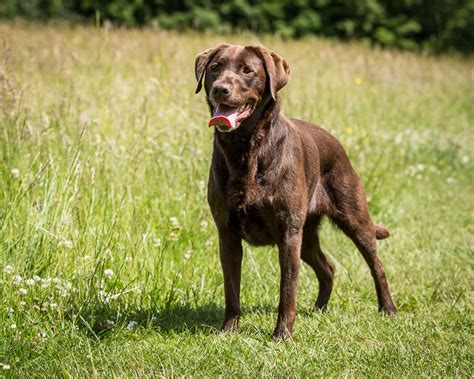 Interesting Facts About Chocolate Lab You Probably Didnt Know Dogappy