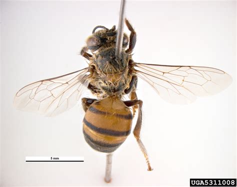 Africanized Honey Bee Apis Mellifera Ssp Scutellata Hymenoptera