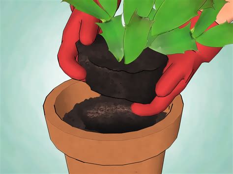 Care for cactus plants outside in ground. Jak pěstovat vánoční kaktus: 14 Kroků (s obrázky) - wikiHow