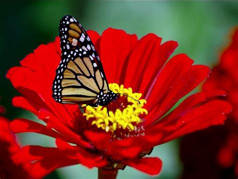 Background bunga dan kupu kupu. Bacground Bunga Dan Kupu-Kupu Bergerak / DP bunga bergerak terbaru / Gambar sketsa kupu kupu ...