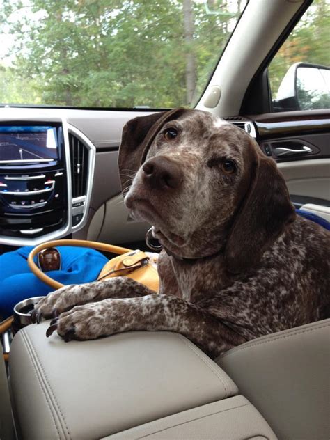 Maybe you would like to learn more about one of these? What To Pack For A Road Trip With Your Dog
